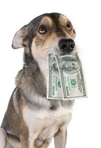 perro con dinero